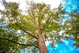 How Our Tree Care Process Works  in  Cresson, TX