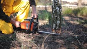 Best Firewood Processing and Delivery  in Cresson, TX