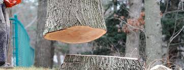 Best Tree Trimming and Pruning  in Cresson, TX