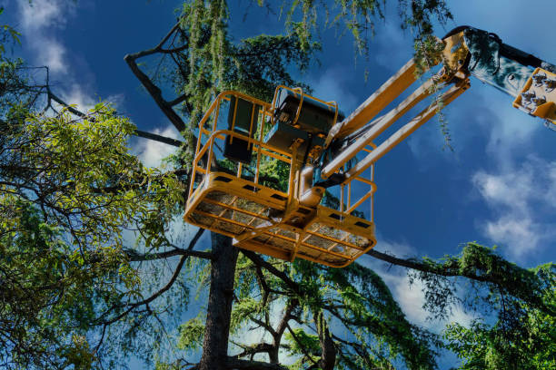 Professional Tree Services in Cresson, TX