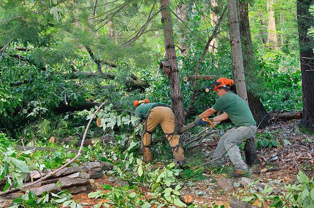 Best Tree Preservation Services  in Cresson, TX
