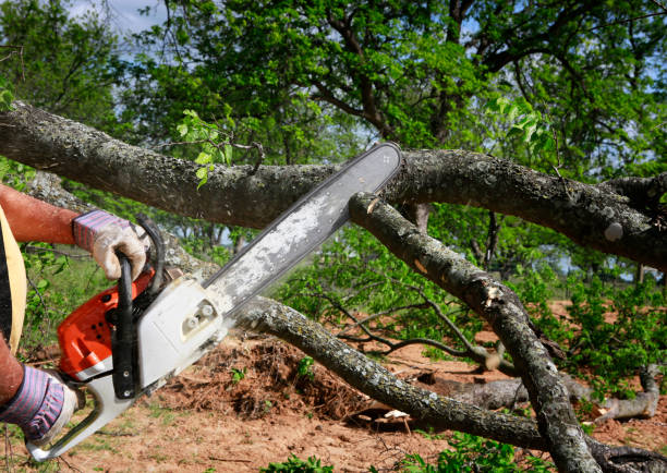 Best Tree Cabling and Bracing  in Cresson, TX